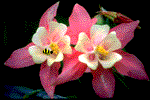animated.bee.flowers.gif